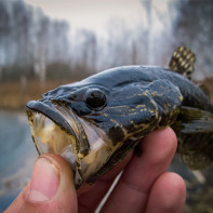 ロータン魚写真4
