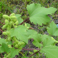 Xanthium strumariumの写真3
