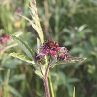 写真：cinquefoil 5