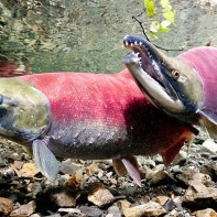 ベニザケの写真 6