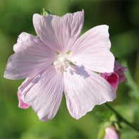写真：マルバの森 4