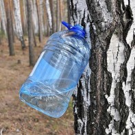 白樺の樹液の写真3