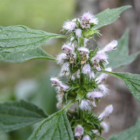写真motherwort 2