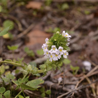 写真：Euphrasia 5