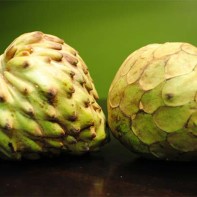 ハリモヤの写真 5
