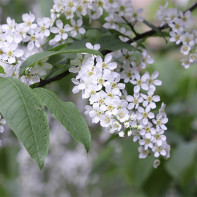 写真 桜の木 5