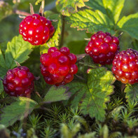 Dudenberryの写真