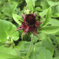 写真：Cinquefoil 4