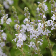 写真：Veronica officinalis 4