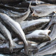 coalfish 4の写真
