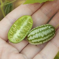 メロトリアム2号機の写真