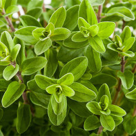 Marjoram 4の写真