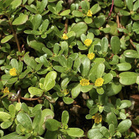 パースレーン（Purslane）の写真