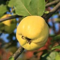 写真 Quince 3
