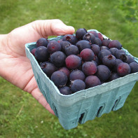 写真：Berry 4