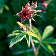 写真：Cinquefoil 3