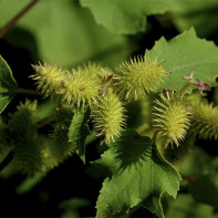 Xanthium strumariumの写真4