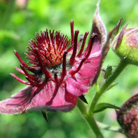 写真：Cinquefoil 2