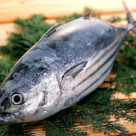 マグロの写真