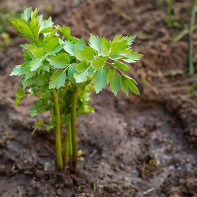 写真：lovage 4