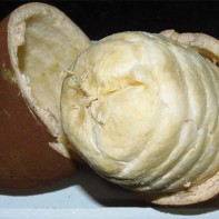cupuasu 5」投稿写真