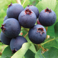 写真：Berry 3