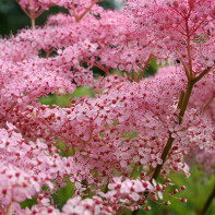 meadowsweet 3」投稿写真