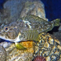 写真：ノトセニア5