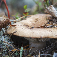 写真 とうもろこし とうもろこし 5