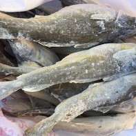 写真 秋刀魚 3