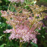 meadowsweet 5」投稿写真