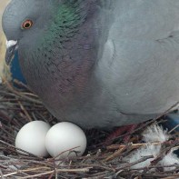 ハトの卵の写真 2