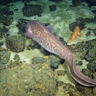 エビフライの写真 5