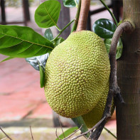写真 Jackfruit 4