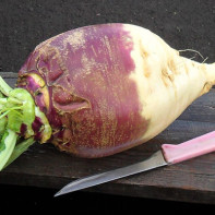 ルタバガの写真