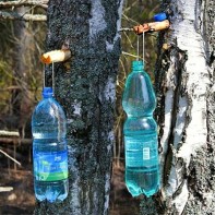 白樺の樹液の写真 4
