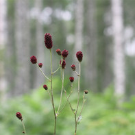 ヒソップ 5の写真