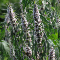 写真motherwort 5