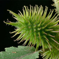 Xanthium strumariumの写真2