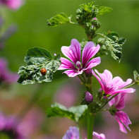 写真：マルバの森 3