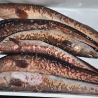 エビフライの写真3