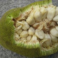 マラン茎写真6