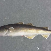 秋刀魚の写真