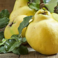 Quince 5」投稿写真