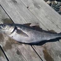 coalfish 2の写真