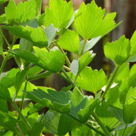写真：lovage 2