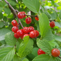 桜の葉写真5