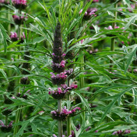 写真motherwort