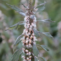 写真motherwort 3