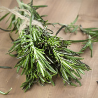 写真：Rosemary 3